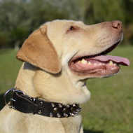Halsband aus Leder für Labrador | Lederhalsband Nieten Günstig