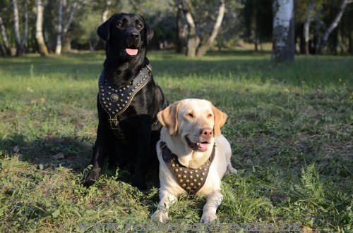 Labrador Hundeausrüstung