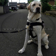 Multifunktionales Nylon Hundegeschirr mit Logos für Labrador