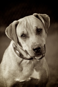 Bestseller Hundehalsband aus Leder für Labrador im Retro Design