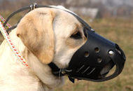 leather muzzle for Labrador