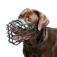 Wire dog muzzle for Labrador Covered by black rubber