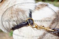 West Siberian Laika Super Halsband | Leder Zughalsband West Siberian Laika Super Halsband | Leder Zughalsband