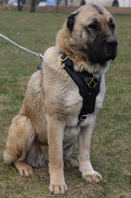 Bestseller Luxus Gepolstertes Leder Kaukasischer Owtscharka-Hundegeschirr