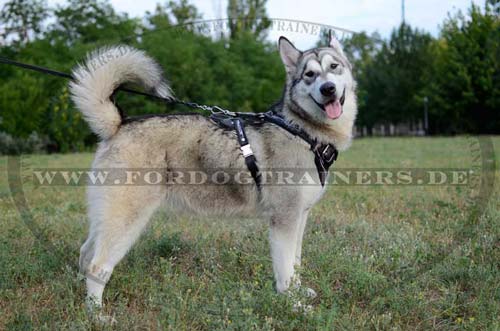 Leather Harness for Siberian Husky