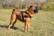 Zuggeschirr für Hundesport | Hundegeschirr Gepolstert Sharpei