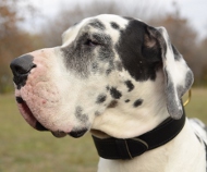 leder halsband für deutsche dogge