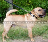 Shar Pei Halsband mit massiven Platten |Lederhalsband Hochwertig