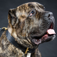 Halsband Leder für Cane Corso, Hetzhalsband mit Griff