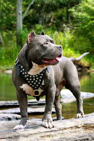 Studded Dog Leather Harness for Pitbull and similar breeds