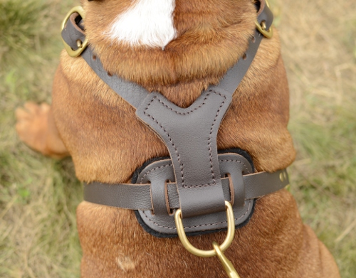 Luxe Walking Dog Harness