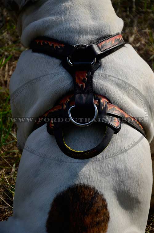 Leather Harness for English Bulldog with Handle 