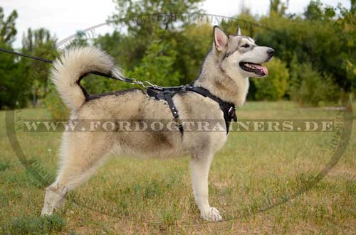 Leather Harness for Husky