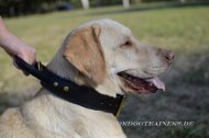 Labrador Hetz-Hundehalsband aus Leder mit Griff