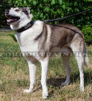 Unique leather collar for Laika with with identification ID-Tag