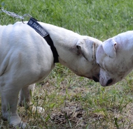 Nylon American Bulldog Collar with Patches, Best One!