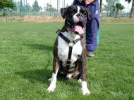 /images/Luxure-boxer-dog-harness.jpg