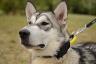 Halsband aus Nylon | Alaskan Malamute Nylonhalsband mit Schlaufe