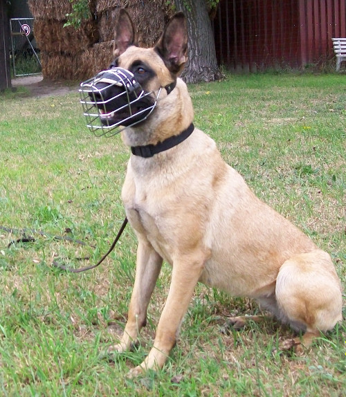 Malinois Wire Basket Muzzle 