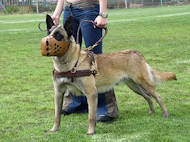 Malinois Lauf- Such- Zug- Hundegeschirr aus Leder