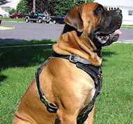 Mastiff- Mix Edles Hundegeschirr aus Leder, Bestes Angebot - zum Schließen ins Bild klicken