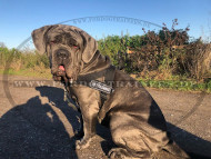 Bestseller Hundegeschirr aus Nylon für Mastino Napolitano