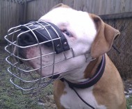 Best wire dog muzzle perfect for American Bulldog