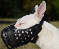 Leather Dog Muzzle for Bullterrier for K-9 dogs