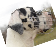maulkorb
draht für deutsche dogge kaufen