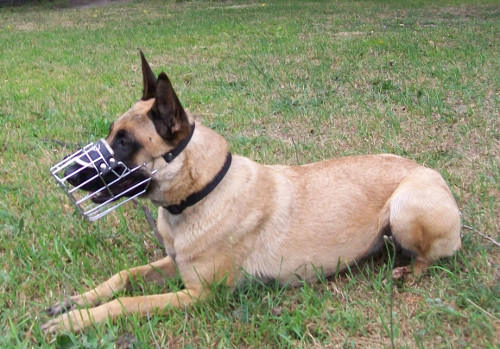 Mali Wire Dog Muzzle! 