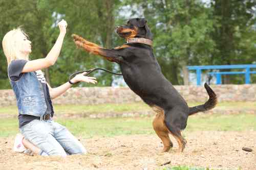 Verstehen Hunde die menschliche Sprache gut?