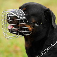 rottweiler muzzle padded for drinking
