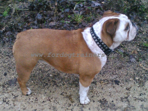 Nieten Halsband fuer Englische Bulldogge