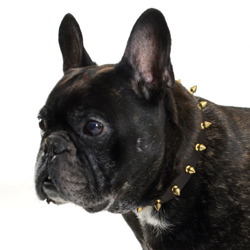 Nieten Halsband für Fr. Bulldogge, Spikes