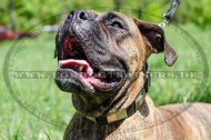 Leder Hundehalsband für Deutschen Boxer mit Nickel-Platten