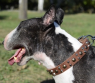 Dog Collar of Leather for Bull Terrier by Fordogtrainers