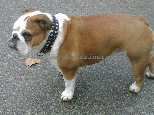 studded leather collar for old english bulldog