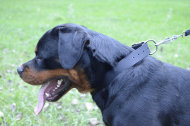 dog collar nylon for rottweiler