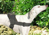 K9 Hundegeschirr Nylon für Saluki