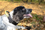 Spaniel Nylonhalsband mit Schnellverschluss & Griff