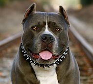 American Pitbull collar leather with decorative spikes