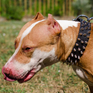 Pitbull Hundehalsband aus Leder mit Spikes, 3 Reihen