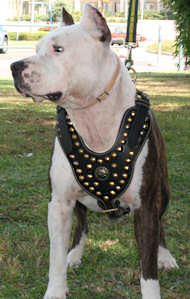 Royal Dog Studded Leather Harness H11 for Pitbull