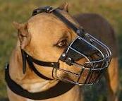cage muzzle for Pit Bull