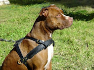 Pitbull Pulling Leather Dog Harness