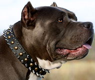 halsband pitbull kaufen