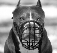 Wire Dog Muzzle for Pit Bull, covered with black rubber