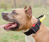 nylon collar for Pit Bull with handle