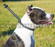 Erziehungshalsband aus Leder für Pitbull Terrier Erziehungshalsband aus Leder für Pitbull Terrier