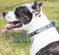 Studded collar for American Pitbull Terrier